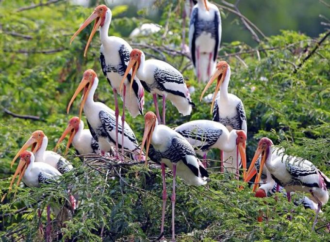 Delhi Alwar Ranthambhore Bharatpur Tour