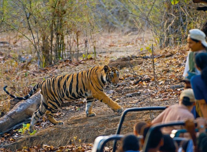 Pench Kanha Bandhavgarh Panna Tour